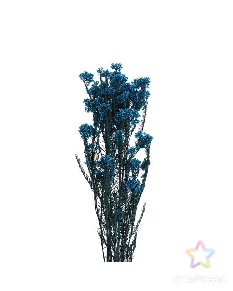 Сухоцвет "Озотамнус" 60 гр., цвет синий арт. СМЛ-171085-1-СМЛ0006972062