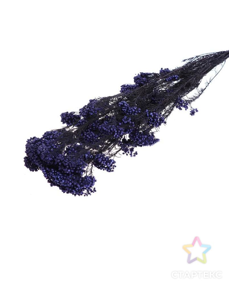 Сухоцвет "Озотамнус" 60 гр., цвет фиолетовый арт. СМЛ-171086-1-СМЛ0006972064 1