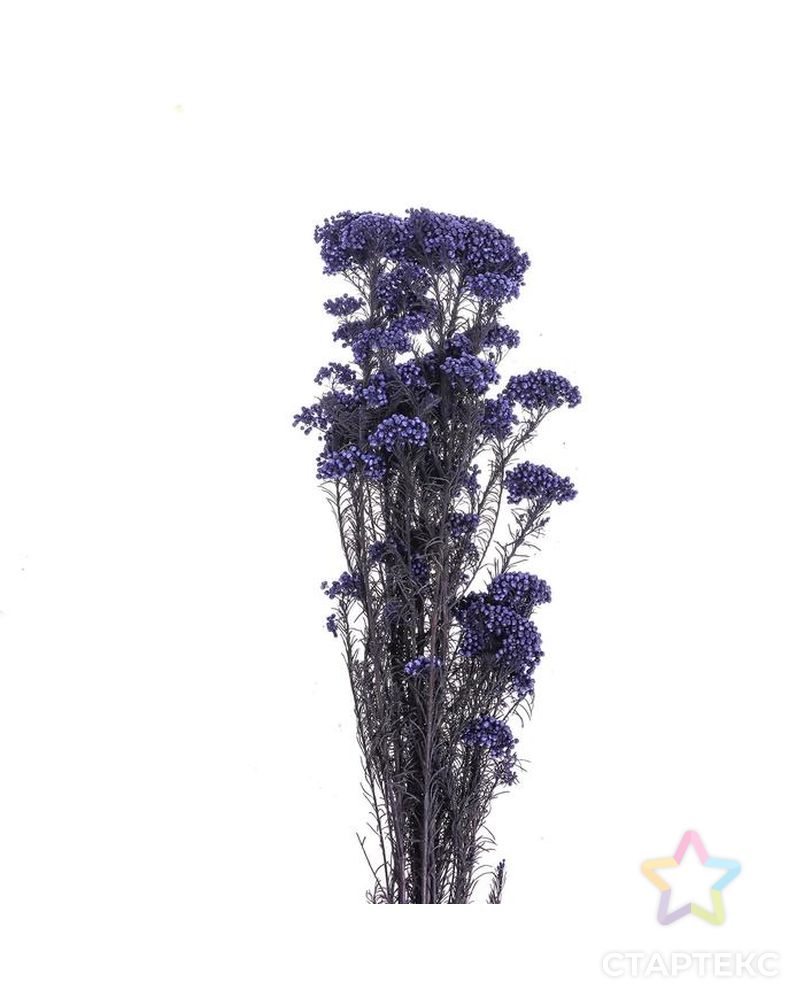 Сухоцвет "Озотамнус" 60 гр., цвет фиолетовый арт. СМЛ-171086-1-СМЛ0006972064 2