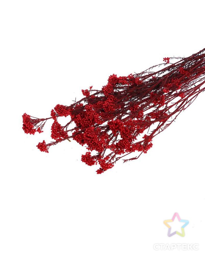 Сухоцвет "Озотамнус" 60 гр., цвет красный арт. СМЛ-171089-1-СМЛ0006972068 1