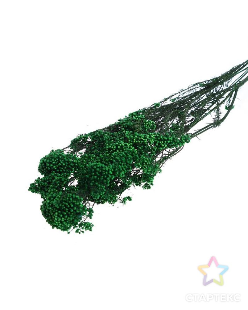 Сухоцвет "Озотамнус" 60 гр., цвет темно-зеленый арт. СМЛ-171091-1-СМЛ0006972070