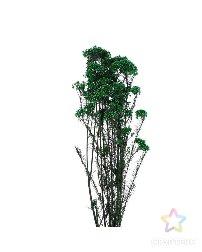 Сухоцвет "Озотамнус" 60 гр., цвет темно-зеленый арт. СМЛ-171091-1-СМЛ0006972070