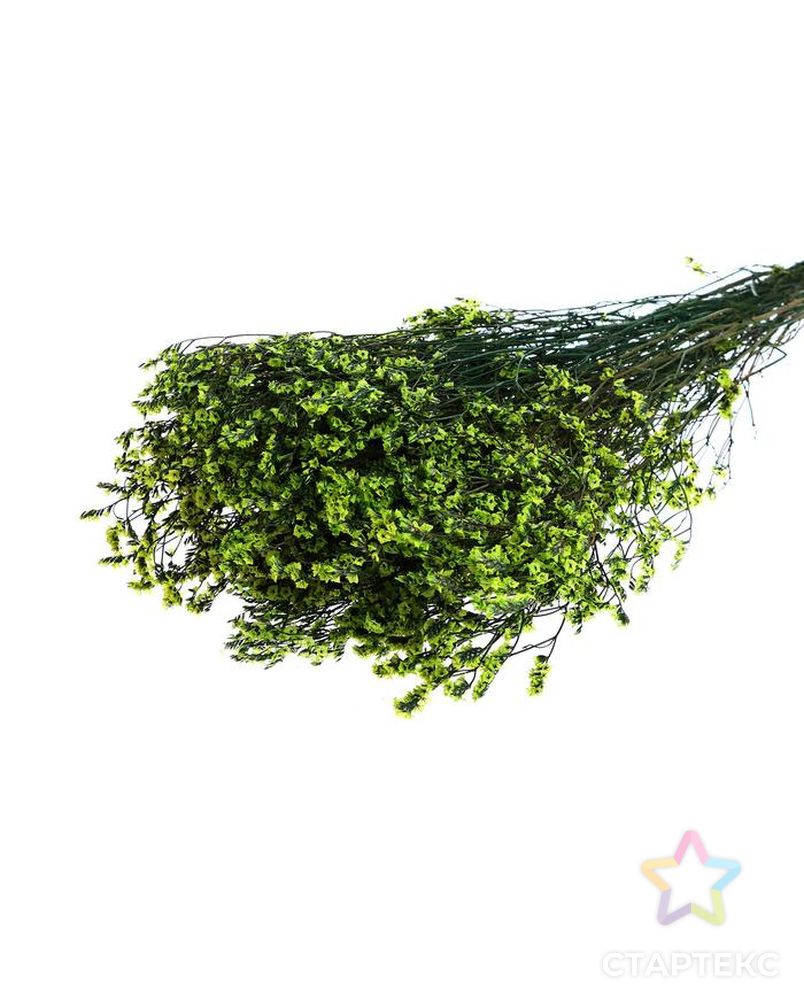Сухоцвет "Лимониум" 120 гр., цвет зеленый арт. СМЛ-171102-1-СМЛ0006972082