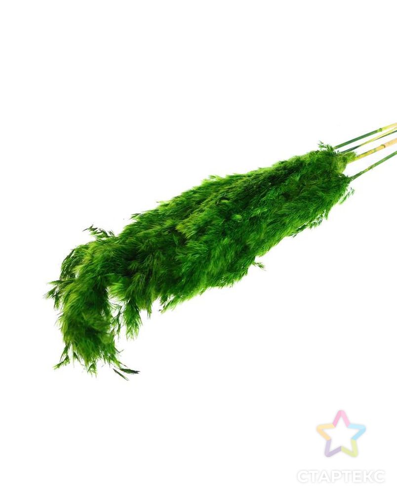 Сухоцвет "Пампасная трава" набор 5 шт, цвет зеленый арт. СМЛ-171105-1-СМЛ0006972085 1