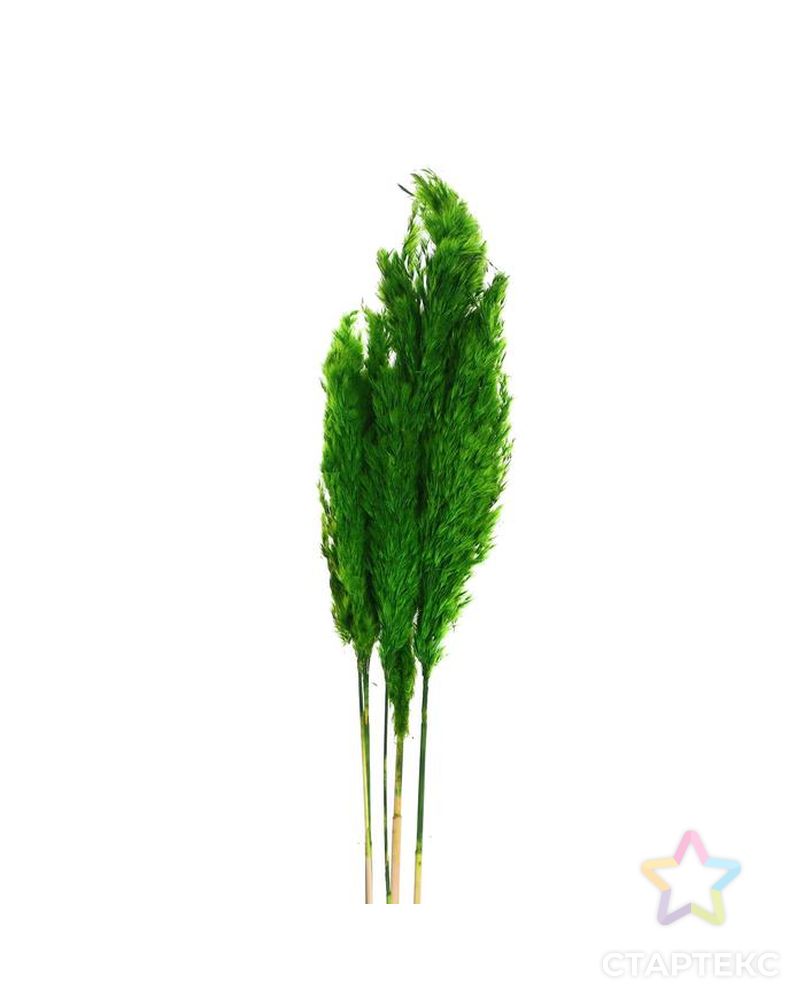 Сухоцвет "Пампасная трава" набор 5 шт, цвет зеленый арт. СМЛ-171105-1-СМЛ0006972085 2