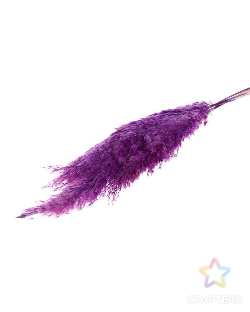 Сухоцвет "Пампасная трава" набор 5 шт, цвет фиолетовый арт. СМЛ-171107-1-СМЛ0006972087 1