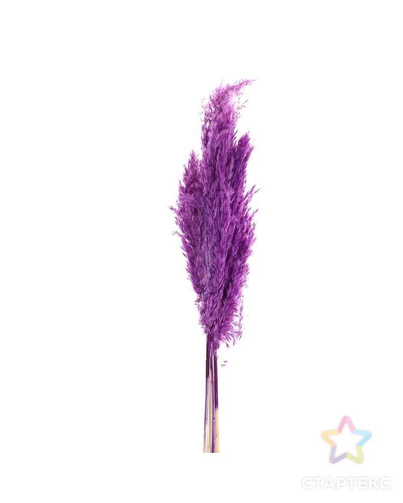 Сухоцвет "Пампасная трава" набор 5 шт, цвет фиолетовый арт. СМЛ-171107-1-СМЛ0006972087 2
