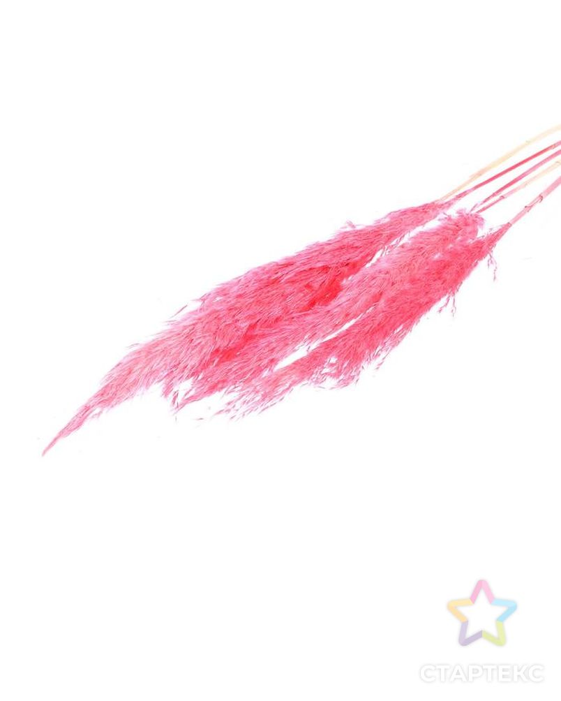 Сухоцвет "Пампасная трава" набор 5 шт, цвет розовый арт. СМЛ-171108-1-СМЛ0006972089 1