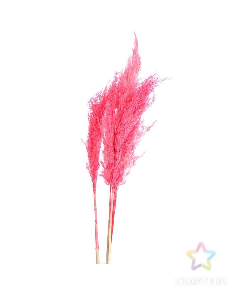 Сухоцвет "Пампасная трава" набор 5 шт, цвет розовый арт. СМЛ-171108-1-СМЛ0006972089 2