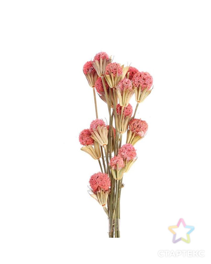 Сухоцвет "Ликвидамбара" 35 гр., цвет розовый арт. СМЛ-171114-1-СМЛ0006972095