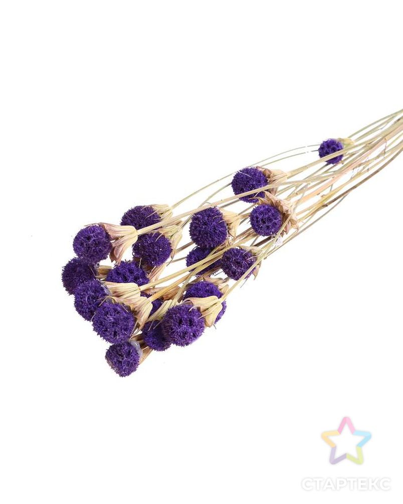 Сухоцвет "Ликвидамбара" 35 гр., цвет фиолетовый арт. СМЛ-171116-1-СМЛ0006972097 1