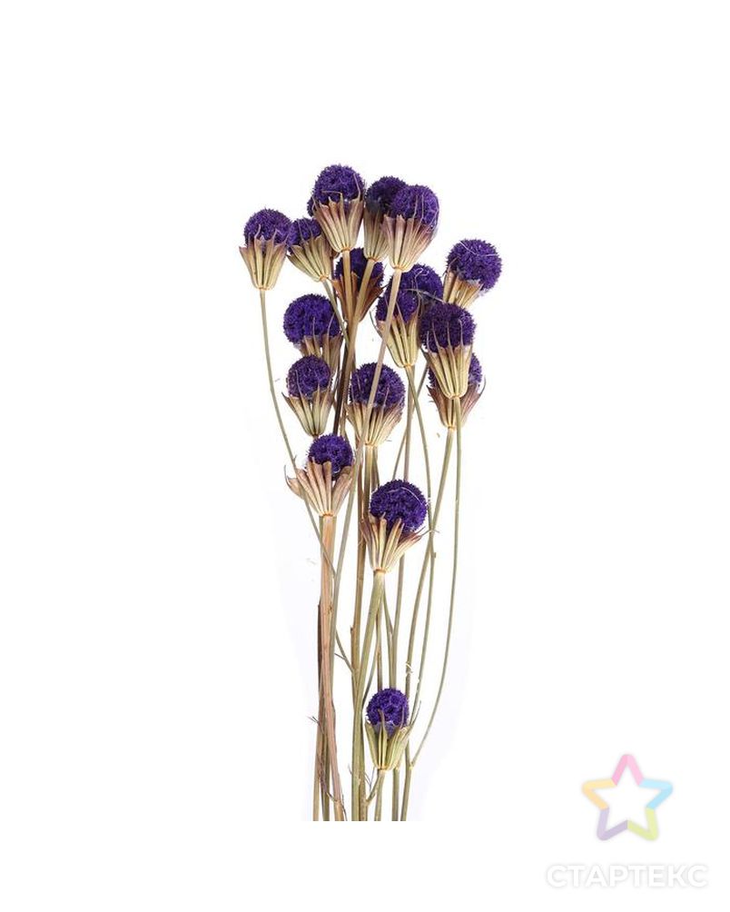 Сухоцвет "Ликвидамбара" 35 гр., цвет фиолетовый арт. СМЛ-171116-1-СМЛ0006972097 2