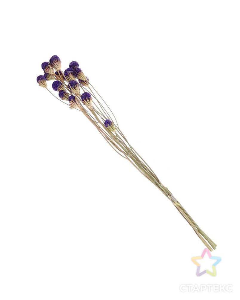 Сухоцвет "Ликвидамбара" 35 гр., цвет фиолетовый арт. СМЛ-171116-1-СМЛ0006972097 3