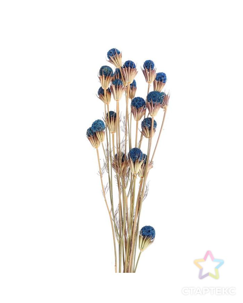 Сухоцвет "Ликвидамбара" 35 гр., цвет голубой арт. СМЛ-171117-1-СМЛ0006972098