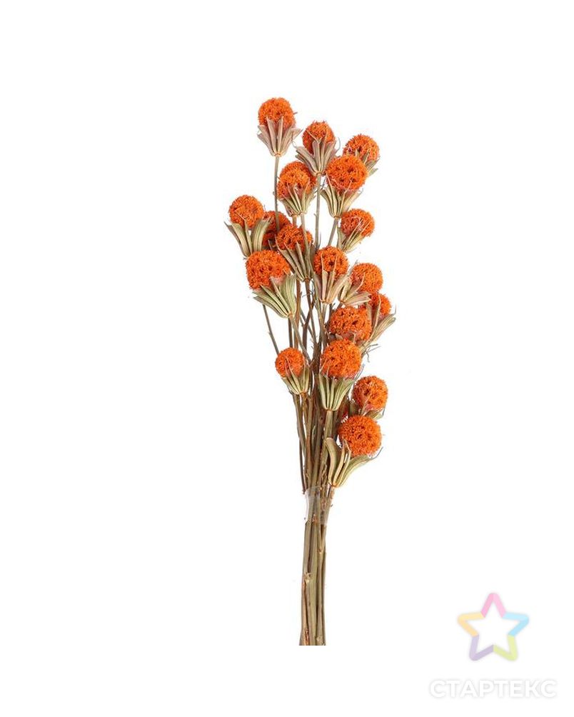 Сухоцвет "Ликвидамбара" 35 гр., цвет оранжевый арт. СМЛ-171118-1-СМЛ0006972099 2