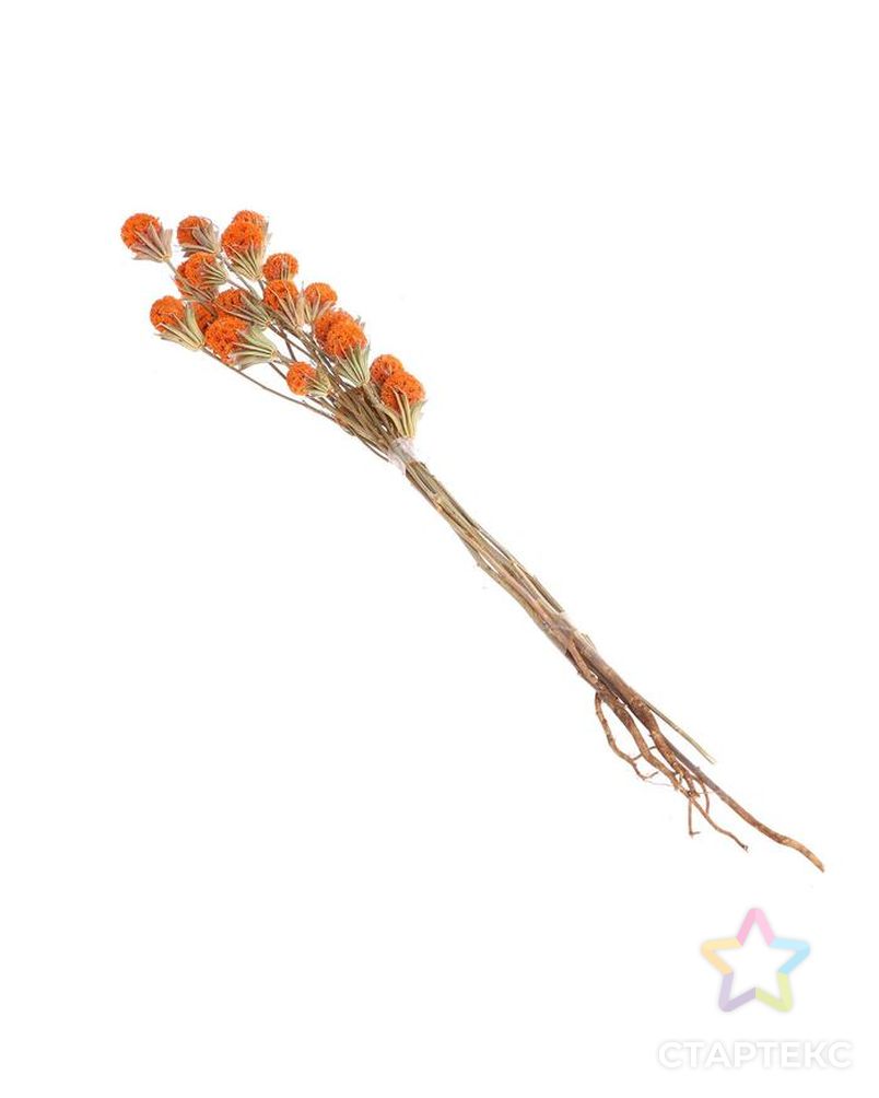 Сухоцвет "Ликвидамбара" 35 гр., цвет оранжевый арт. СМЛ-171118-1-СМЛ0006972099 3