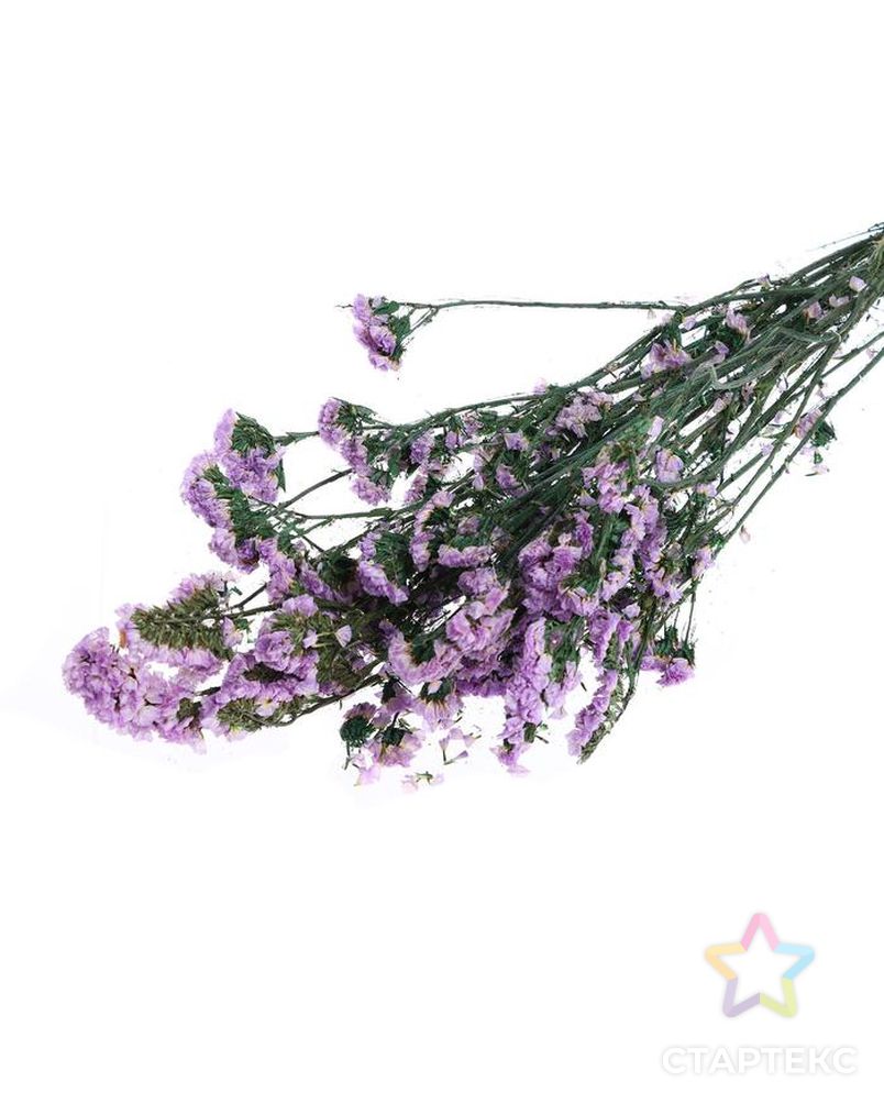 Сухоцвет "Статица" 100 гр., цвет фиолетовый арт. СМЛ-171119-1-СМЛ0006972100 1