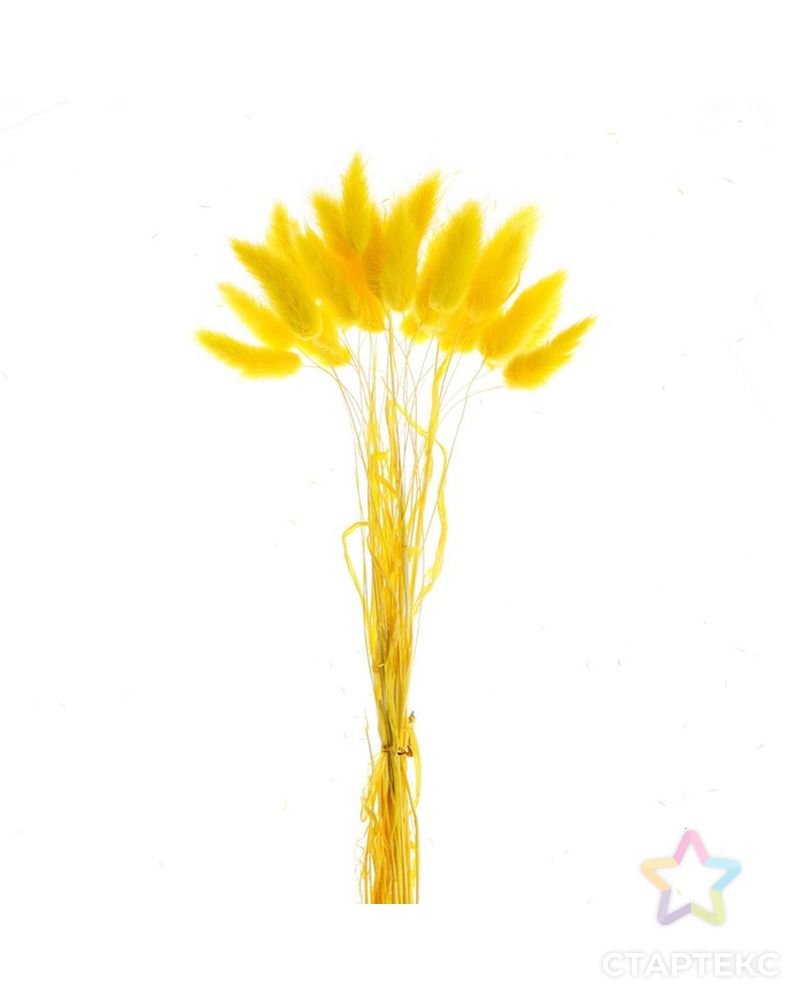Сухие цветы лагуруса, набор 30 шт, цвет желтый арт. СМЛ-216003-1-СМЛ0007123622 2