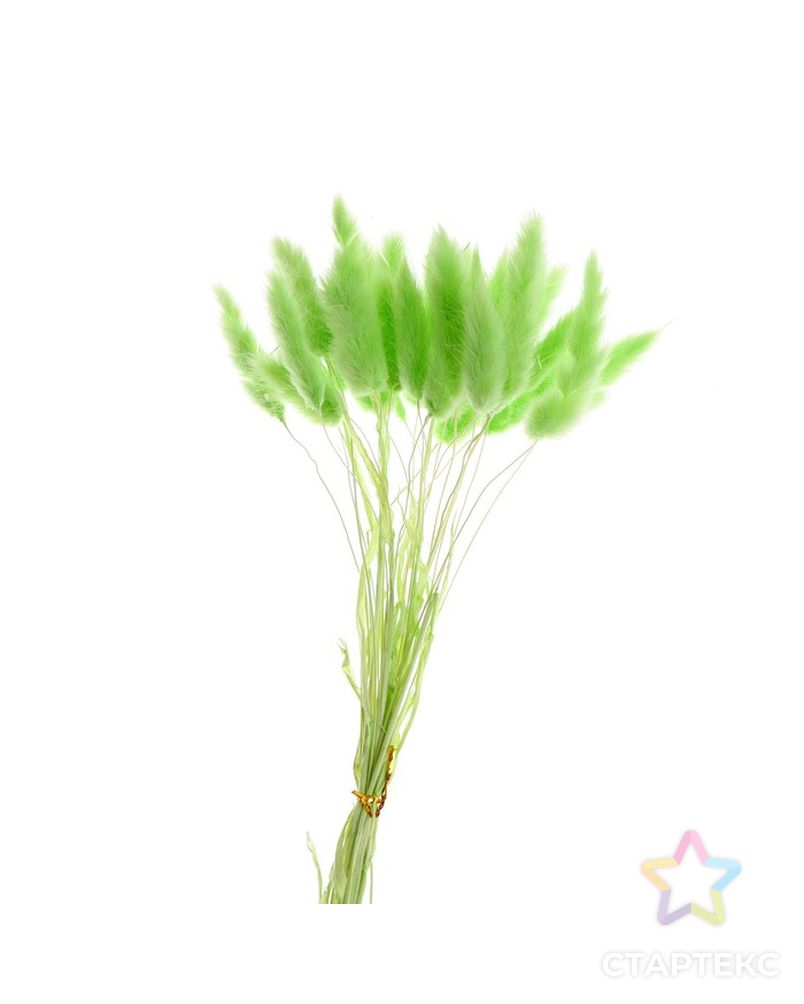 Сухие цветы лагуруса, набор 30 шт, цвет зеленый арт. СМЛ-216004-1-СМЛ0007123623 2