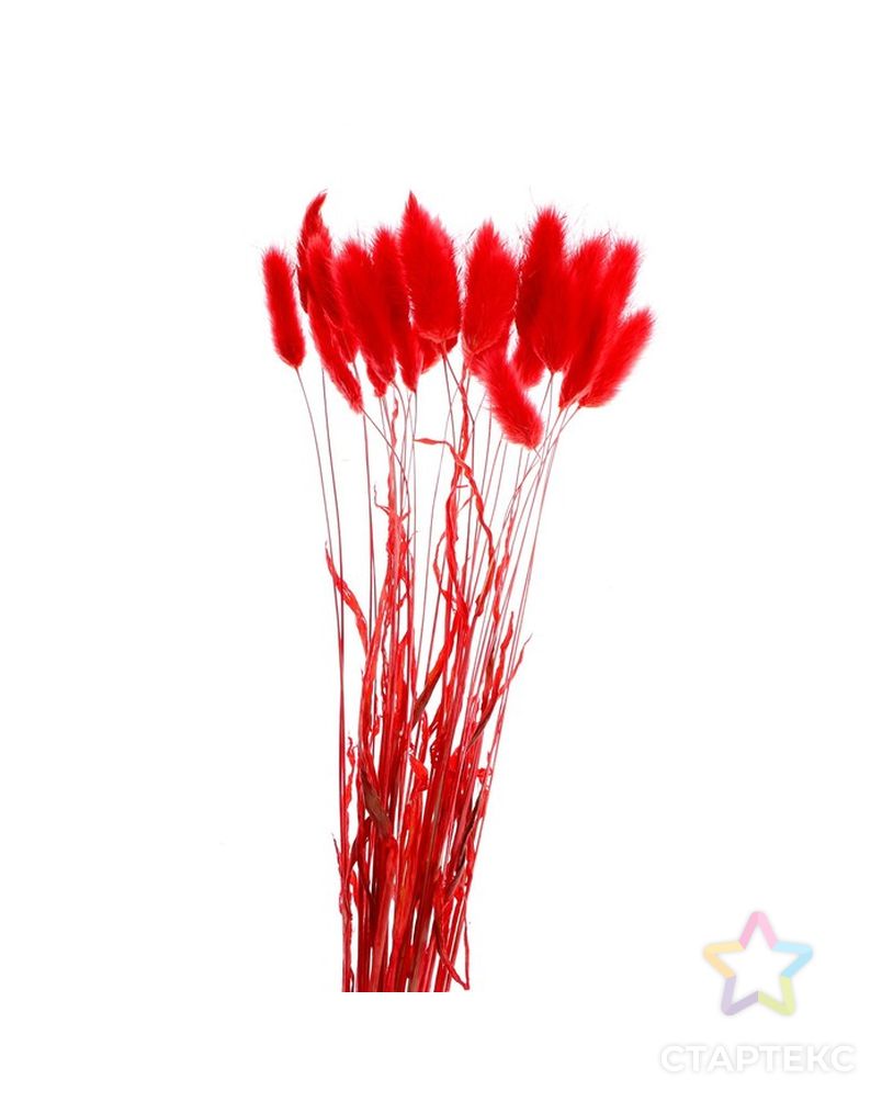 Сухие цветы лагуруса, набор 30 шт, цвет красный арт. СМЛ-216005-1-СМЛ0007123624 2
