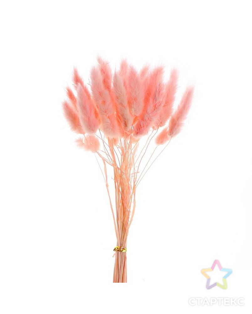 Сухие цветы лагуруса, набор 30 шт, цвет розовый арт. СМЛ-216006-1-СМЛ0007123625 2