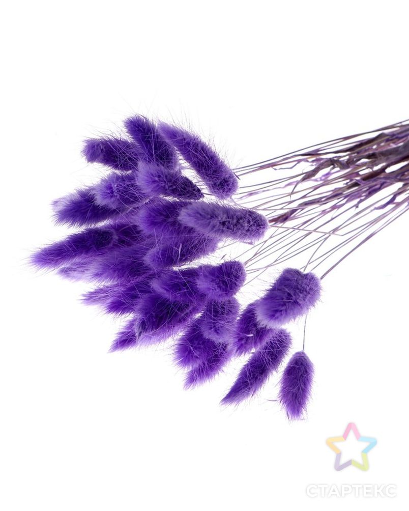 Сухие цветы лагуруса, набор 30 шт, цвет фиолетовый арт. СМЛ-216007-1-СМЛ0007123626 1