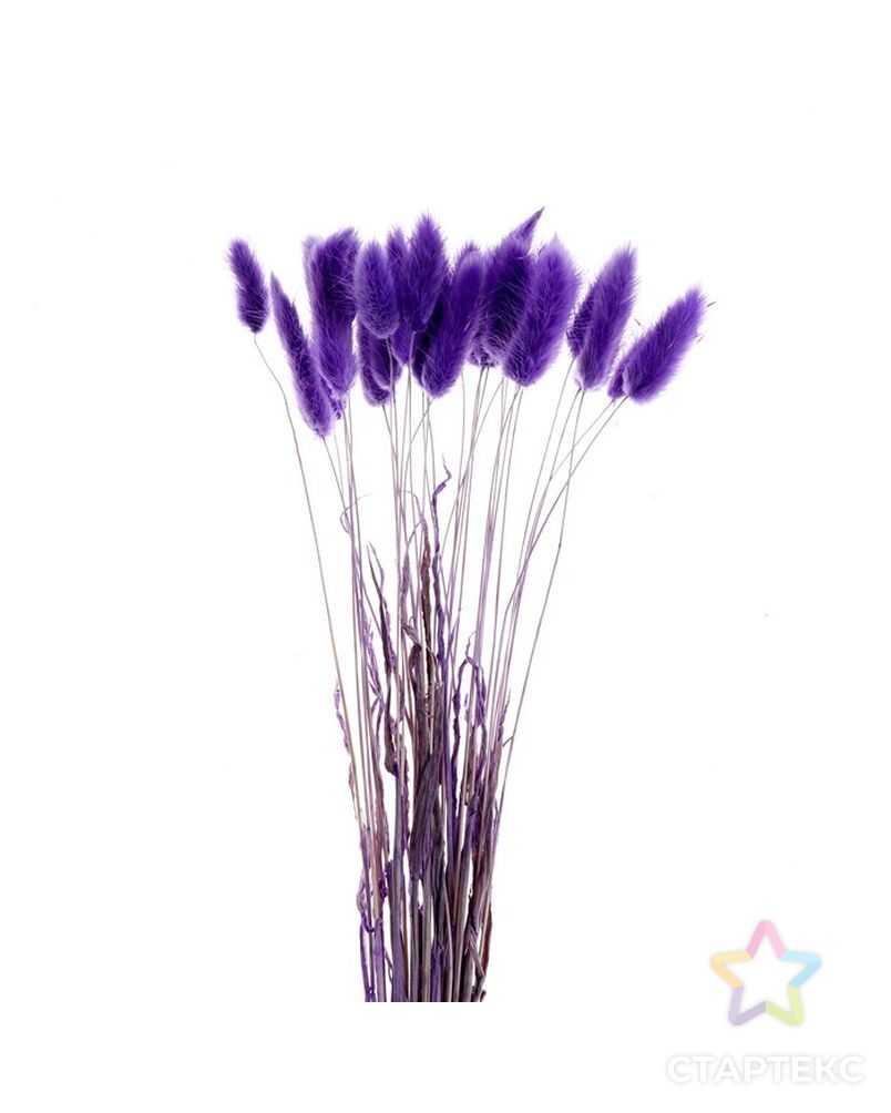 Сухие цветы лагуруса, набор 30 шт, цвет фиолетовый арт. СМЛ-216007-1-СМЛ0007123626 2