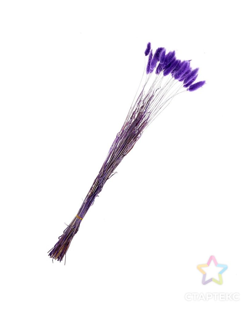 Сухие цветы лагуруса, набор 30 шт, цвет фиолетовый арт. СМЛ-216007-1-СМЛ0007123626 3