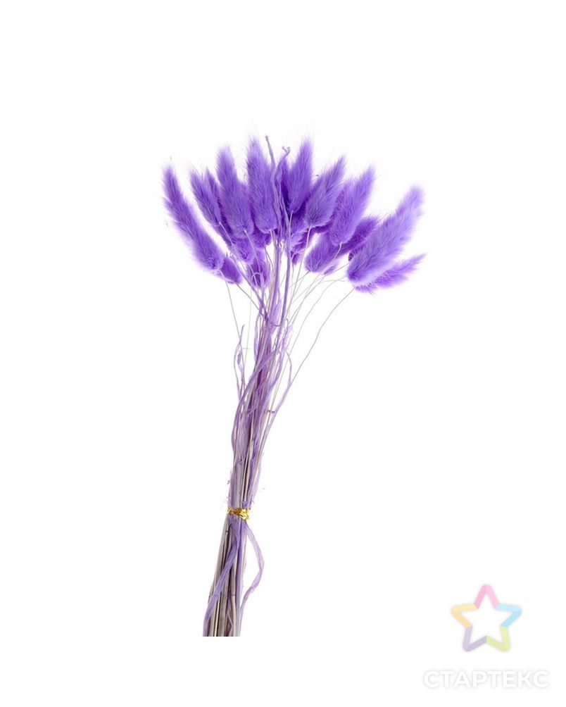 Сухие цветы лагуруса, набор 30 шт, цвет светло фиолетовый арт. СМЛ-216008-1-СМЛ0007123627 2