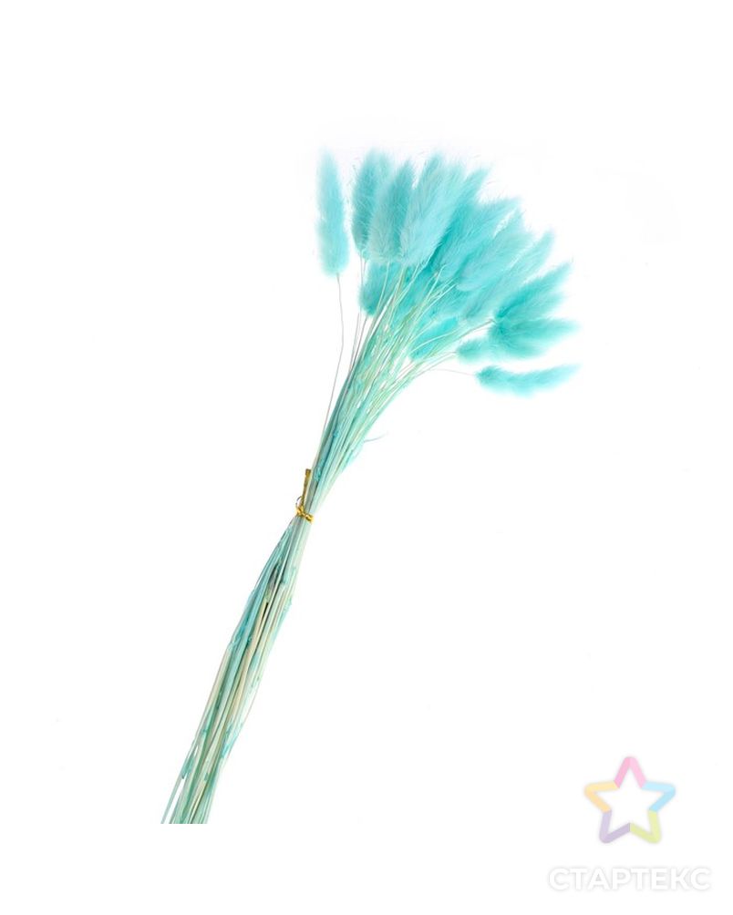 Сухие цветы лагуруса, набор 30 шт, цвет голубой арт. СМЛ-216009-1-СМЛ0007123628 2