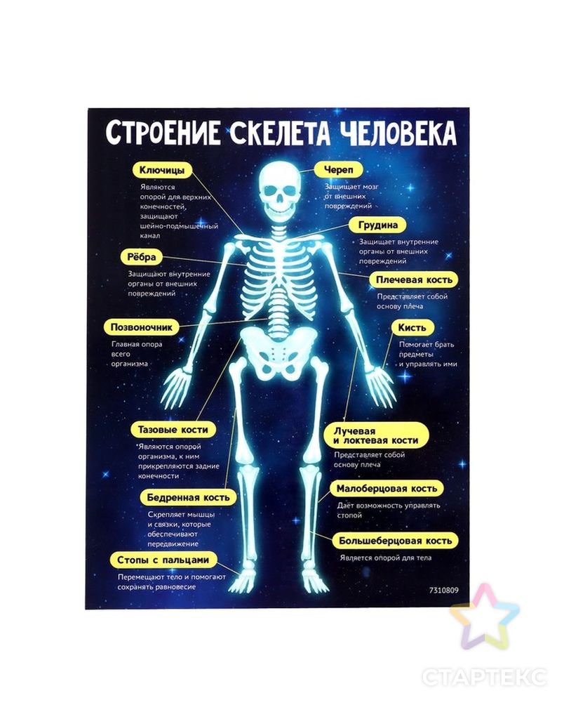 ЭВРИКИ Набор для опытов Скелет человека арт. СМЛ-221803-1-СМЛ0007310809 6