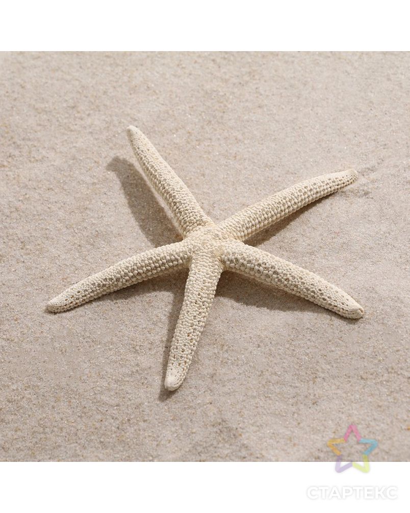 Морская звезда декоративная, 10-16 см арт. СМЛ-221844-1-СМЛ0007402201 1