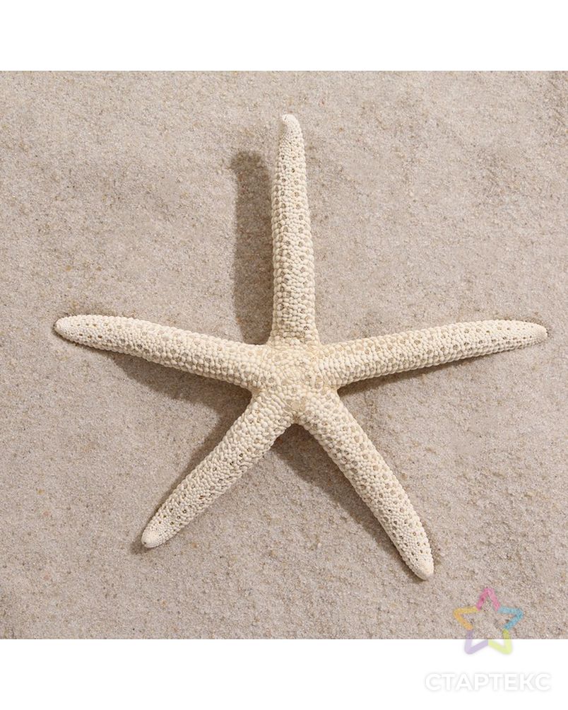 Морская звезда декоративная, 10-16 см арт. СМЛ-221844-1-СМЛ0007402201 2