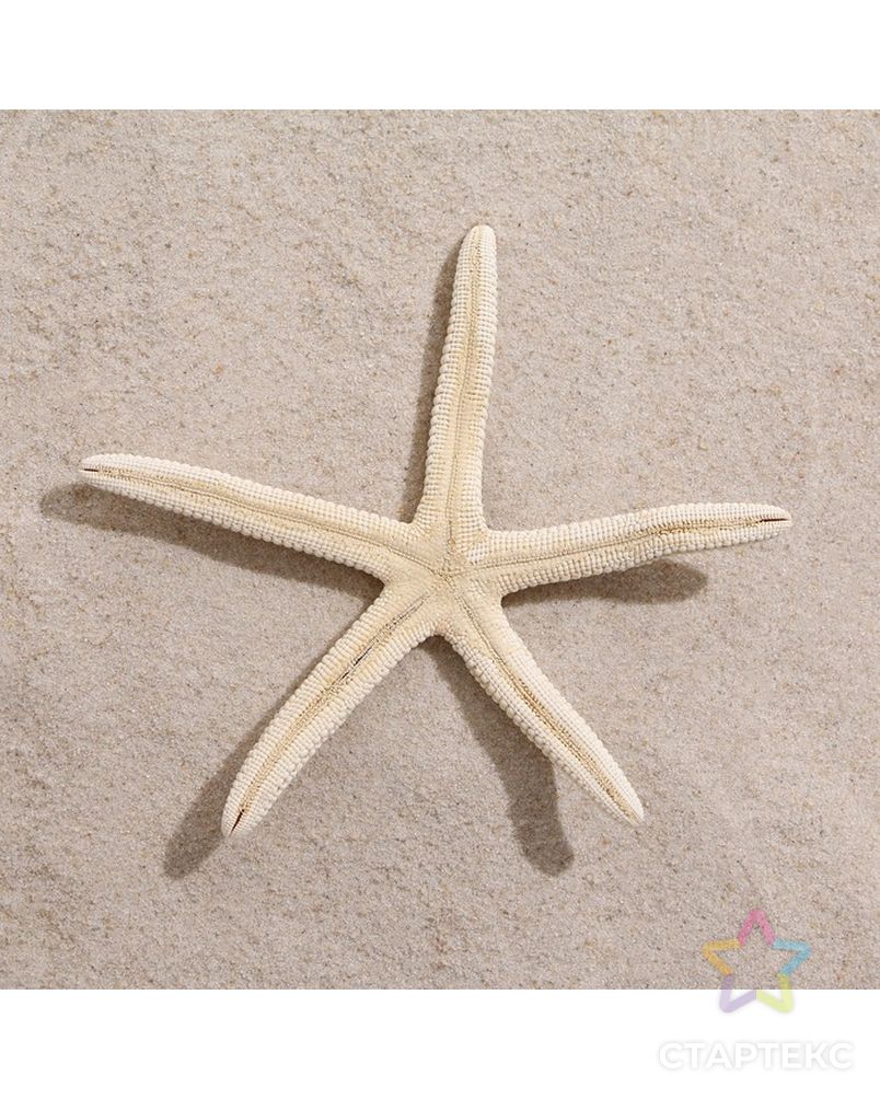 Морская звезда декоративная, 10-16 см арт. СМЛ-221844-1-СМЛ0007402201 3